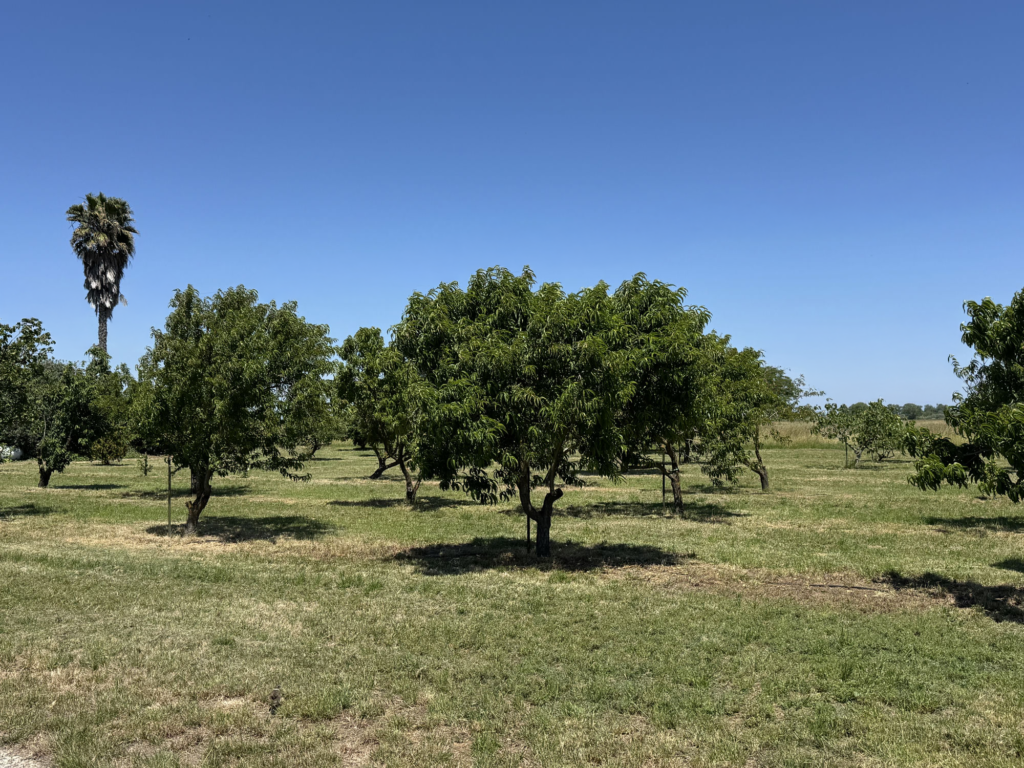 The grass and orchard at Van Steyn Ranch